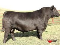 Angus - 14AN0373 First Class